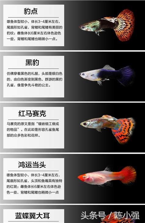 魚顏色|孔雀幼魚顏色指南：揭秘10種罕見色彩 